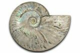 Silver Iridescent Ammonite (Cleoniceras) Fossil - Madagascar #345591-1